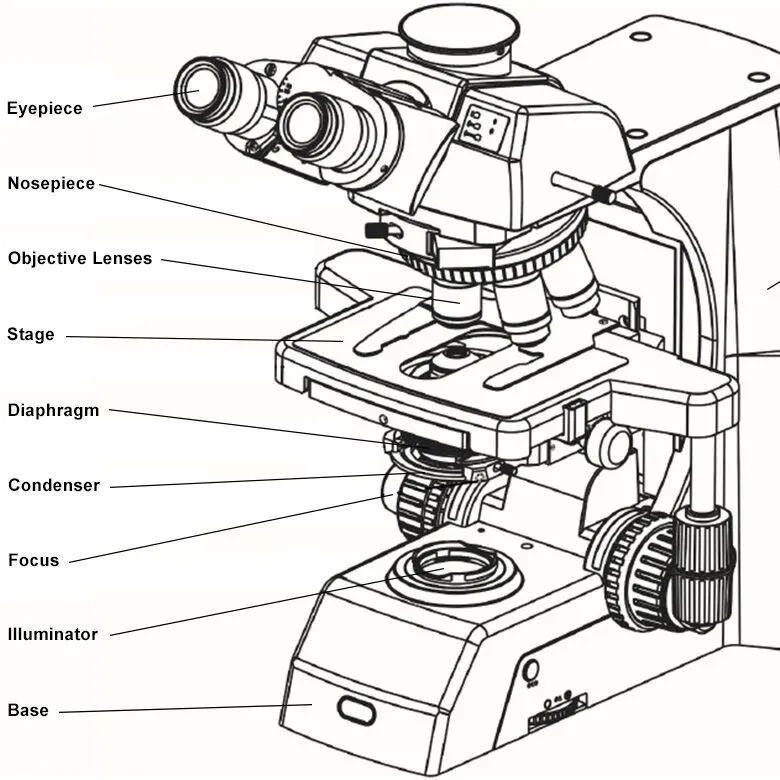 labeled diagram of a microscope