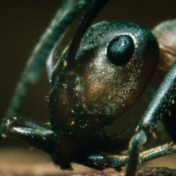ant under microscope