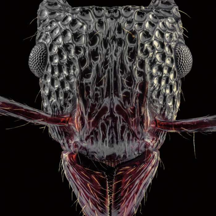 ant under microscope