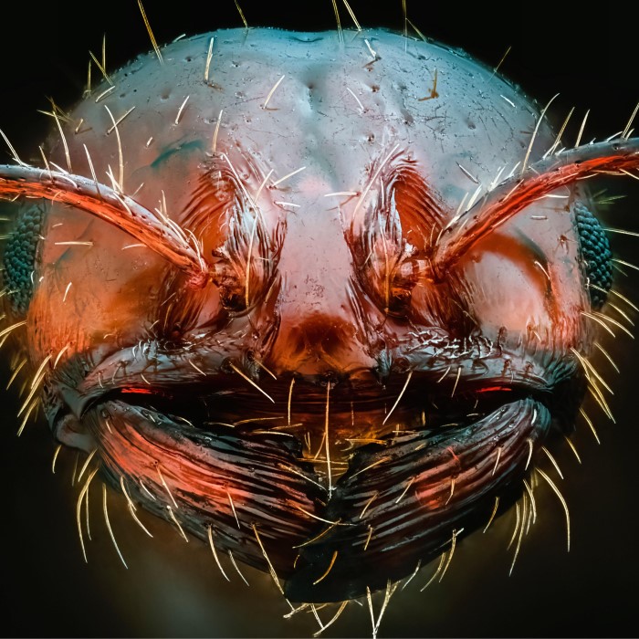 ant under microscope