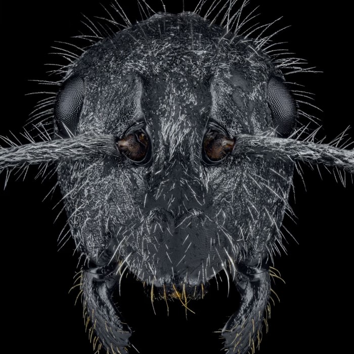 ant under microscope