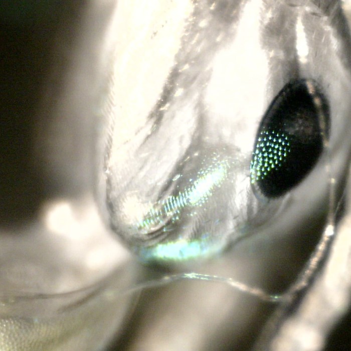 ant under microscope