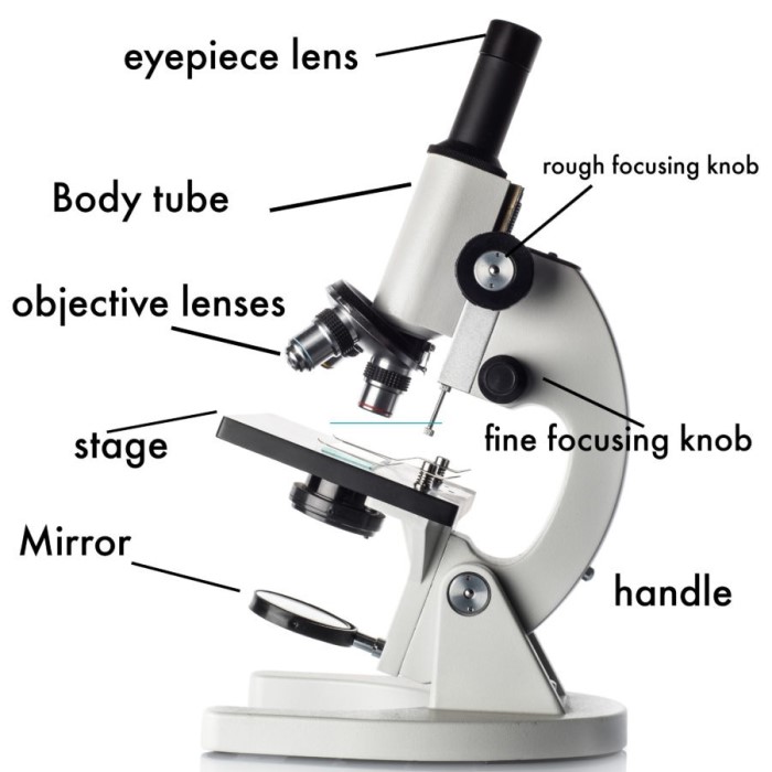 labeled diagram of a microscope