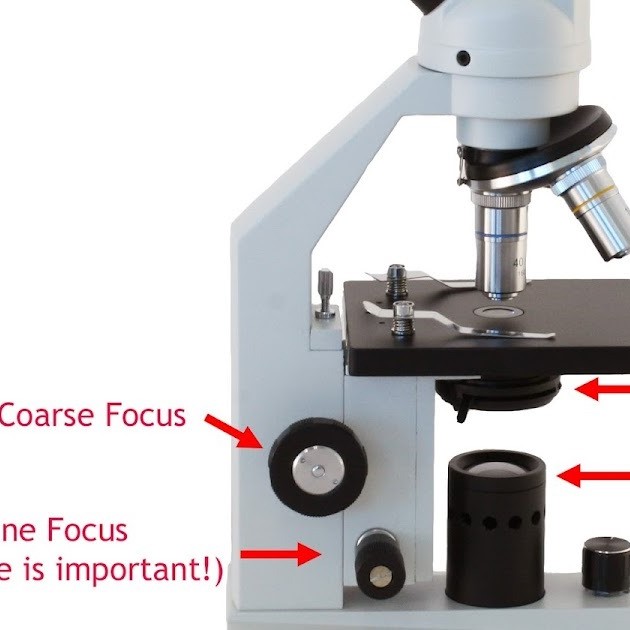 labeled diagram of a microscope